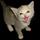 Rawr kitty.thumb